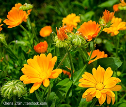 Ringelblume: hübsch im Garten und gut zur Haut