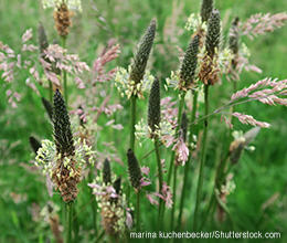Spitzwegerich: befreit unsere Atemwege