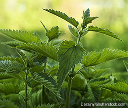 Brennessel: Hilfe bei Harnwegsinfekten, Prostata- und rheumatischen Beschwerden
