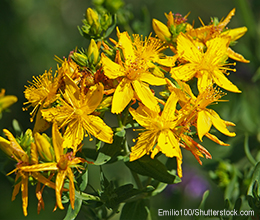 Johanniskraut: stärkt das psychische Wohlbefinden