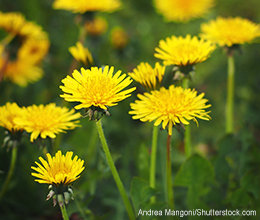 Löwenzahn: Hilfe bei Verdauungsbeschwerden und Appetitlosigkeit