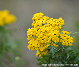 Schafgarbe: unterstützt unter anderem die Wundheilung und die Verdauung