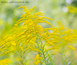 Echte Goldrute: pflanzliche Unterstützung bei Harnwegsinfekten